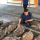 penyelundupan penyu