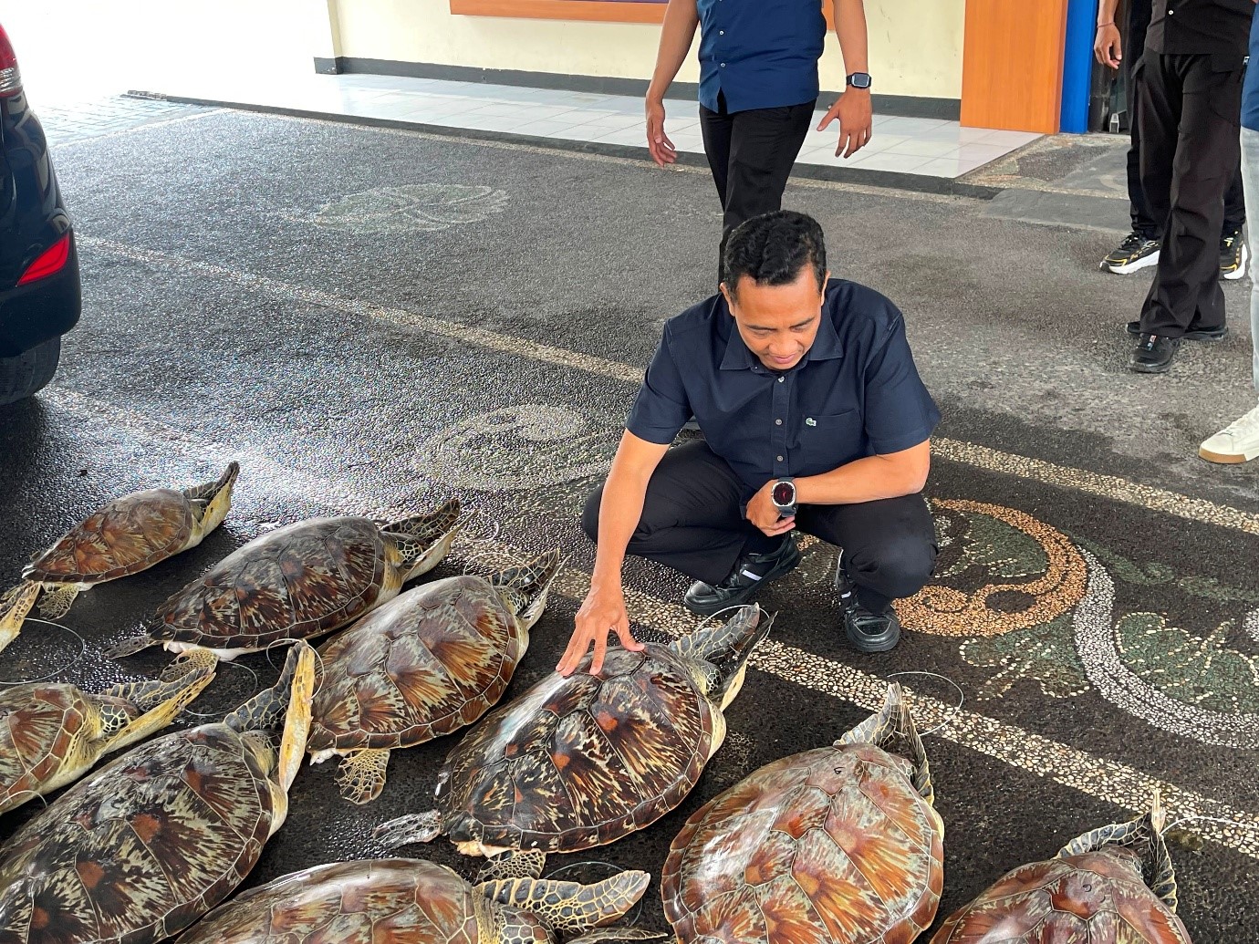 penyelundupan penyu