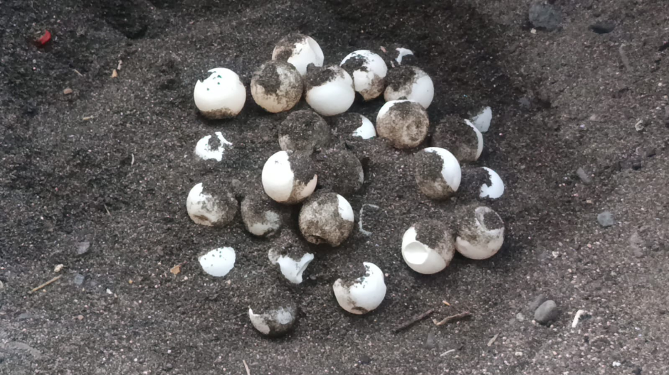telur penyu di banyuasri