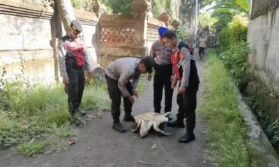penyu langka di subak umadewa