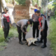 penyu langka di subak umadewa