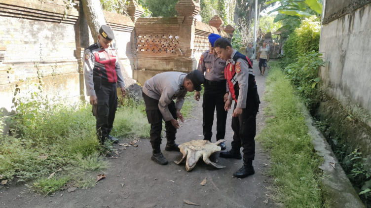 penyu langka di subak umadewa
