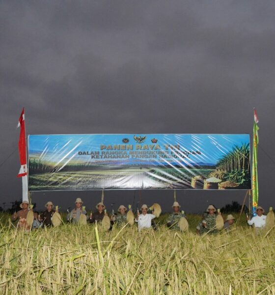 Pangdam IX/Udayana Mayjen TNI Piek Budyakto melakukan panen raya bersama Forkopimda Provinsi Bali dan kelompok tani di Tabanan.