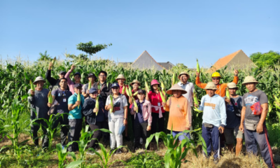 jagung golden boy