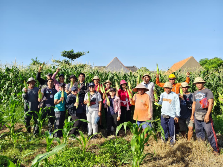 jagung golden boy
