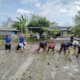 Gerakan Tanam Padi Varietas Cakrabuana Agritan oleh Dinas Pertanian Kota Denpasar di Subak Sembung, Peguyangan