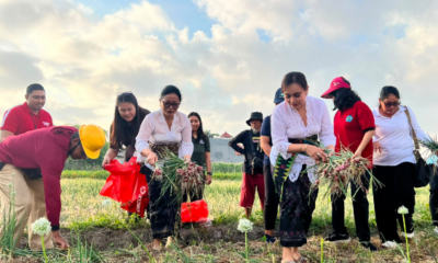 Ketua TP PKK Antari Jaya Negara bersama Ketua GOW Ayu Kristi Arya Wibawa memanen bawang merah dan jagung manis bersama anak-anak PAUD di Subak Intaran Barat.