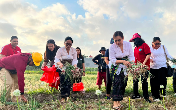 Ketua TP PKK Antari Jaya Negara bersama Ketua GOW Ayu Kristi Arya Wibawa memanen bawang merah dan jagung manis bersama anak-anak PAUD di Subak Intaran Barat.