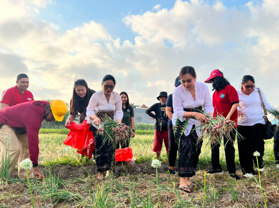 Ketua TP PKK Antari Jaya Negara bersama Ketua GOW Ayu Kristi Arya Wibawa memanen bawang merah dan jagung manis bersama anak-anak PAUD di Subak Intaran Barat.