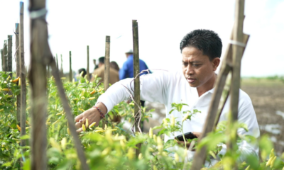Kepala Diperpa Badung Raka Sukadana meninjau tanaman cabai yang mulai berproduksi