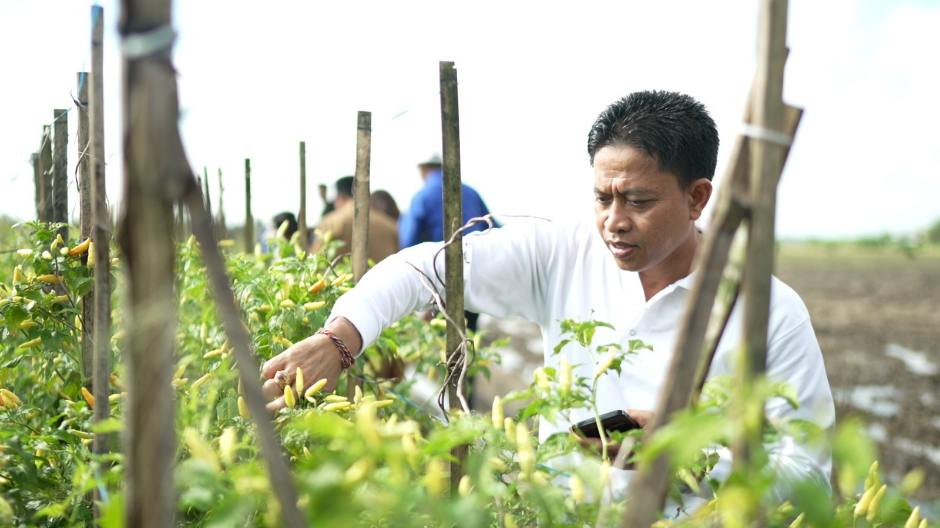 Kepala Diperpa Badung Raka Sukadana meninjau tanaman cabai yang mulai berproduksi