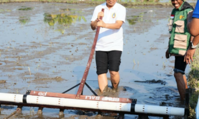 Bupati Badung I Wayan Adi Arnawa saat Gerakan Tanam Padi metode PMAAS di Subak Tanah Yeng, Desa Sedang, Abiansemal.