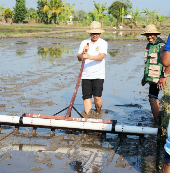 Bupati Badung I Wayan Adi Arnawa saat Gerakan Tanam Padi metode PMAAS di Subak Tanah Yeng, Desa Sedang, Abiansemal.
