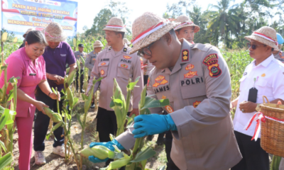 Kapolres Gianyar AKBP James I. S. Rajagukguk melaksanakan Panen Raya Jagung Serentak Kuartal II Tahun 2026 di Banjar Tarukan Kelod, Desa Pejeng Kaja, Kecamatan Tampaksiring, Rabu (2/9/2026).