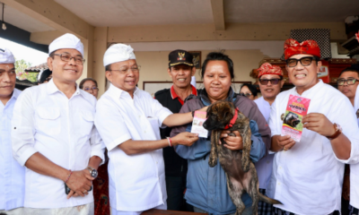 Gubernur Bali Wayan Koster meninjau vaksinasi rabies dan sterilisasi massal anjing di Banjar Wangaya Kaja Desa Wangaya Gede Tabanan