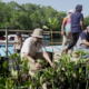 TP PKK Badung Dukung Penanaman 2.000 Mangrove