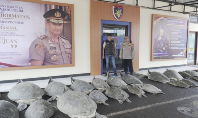 Barang Bukti 22 Penyu Hijau Diamankan Ditpolairud Polda Bali