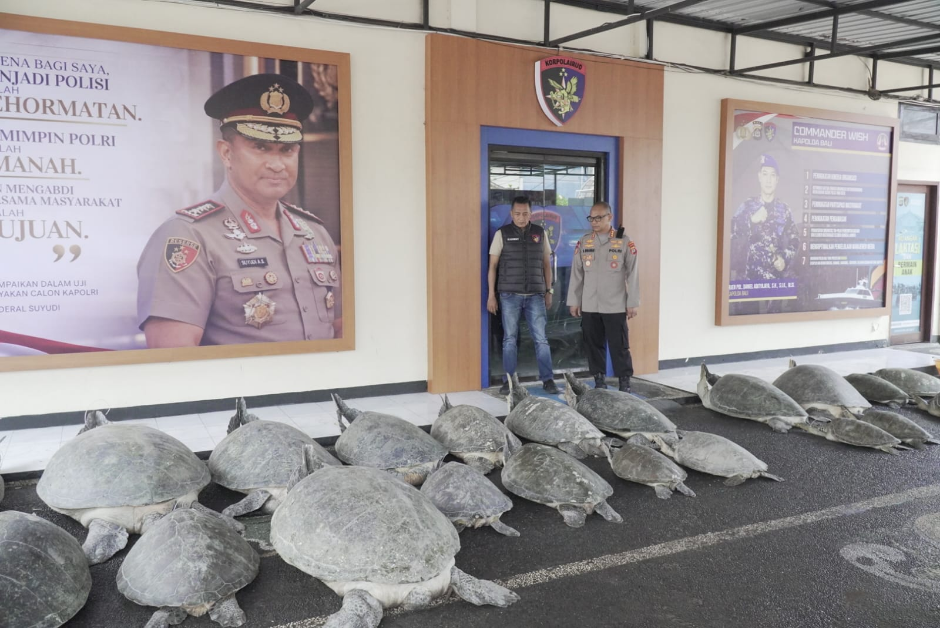 Barang Bukti 22 Penyu Hijau Diamankan Ditpolairud Polda Bali