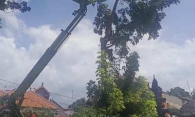 Petugas DLH Buleleng Pangkas Pohon Perindang