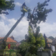 Petugas DLH Buleleng Pangkas Pohon Perindang