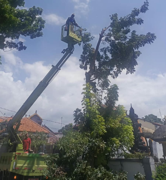 Petugas DLH Buleleng Pangkas Pohon Perindang